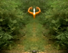 Vado a vedere come fa giorno nel bosco-2007