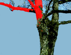 Albero rosso-1972
