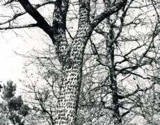 Albero scrittura (intervento ambientale)-1973